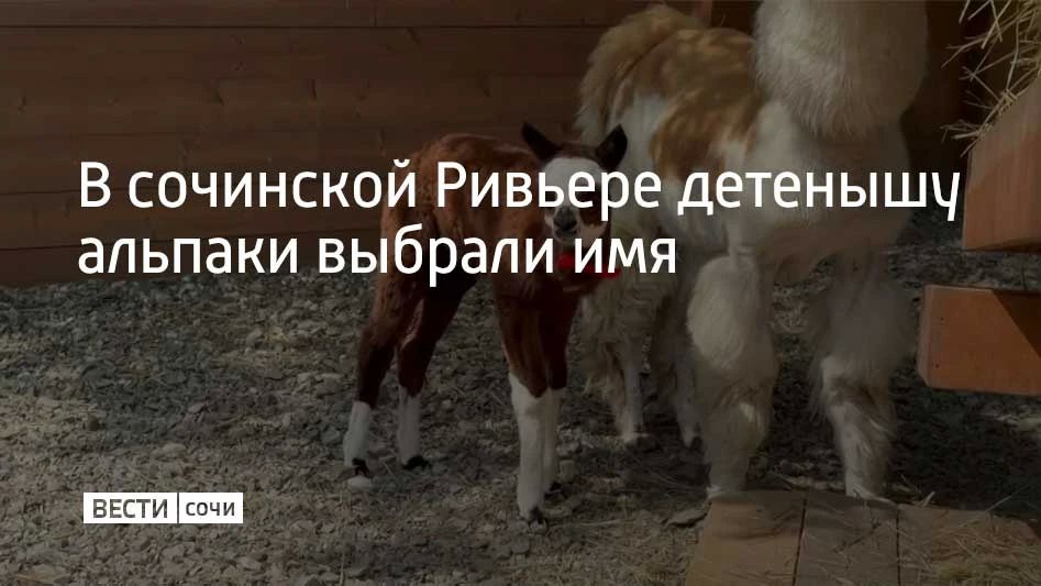Криа, так называют детенышей альпаки, по имени Леон родился весной 2026 года в Альпакапарке на территории сочинского парка "Ривьера"