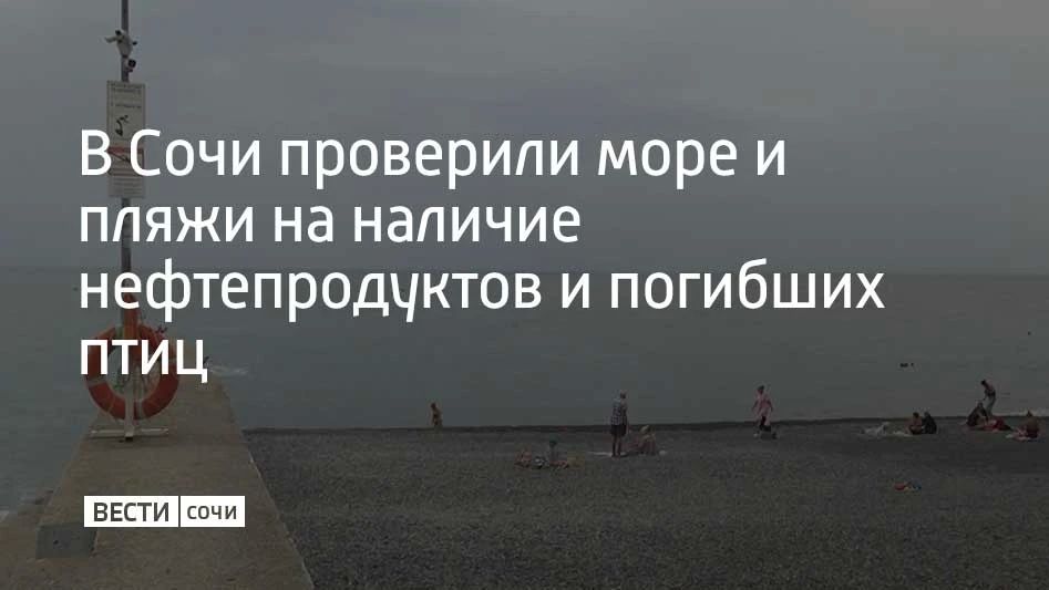 В Сочи проверили море и пляжи на наличие нефтепродуктов и погибших птиц