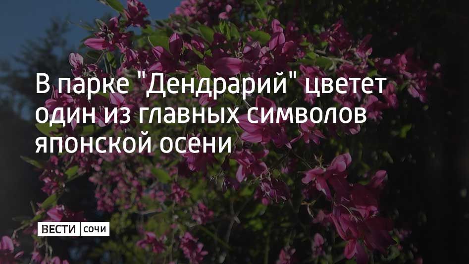 В сочинском Дендрарии зацвела леспедеца тунберга