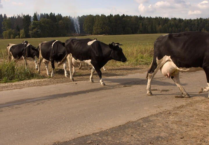 В Краснодарском крае зафиксирована вспышка бруцеллёза — опасной инфекции, которая поражает внутренние органы животных и представляет серьезную угрозу для человека