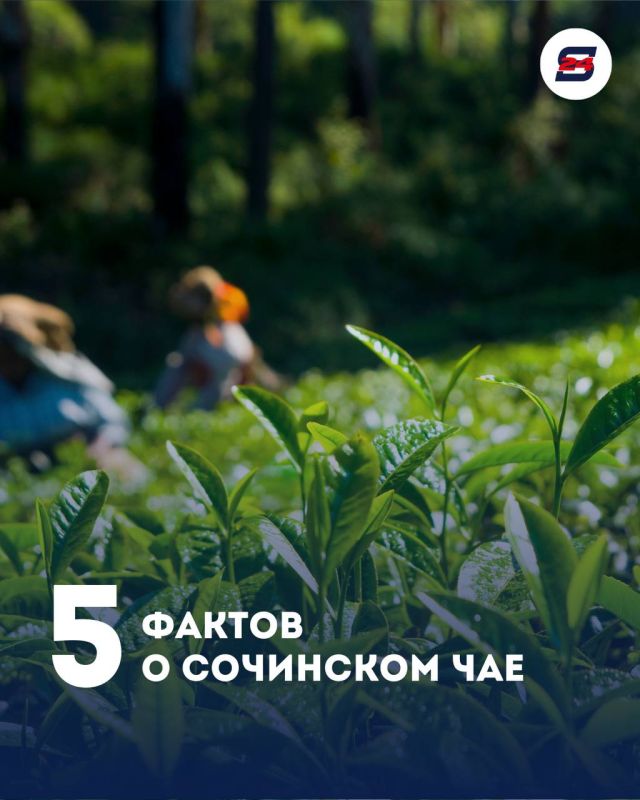 5 фактов о сочинском чае. Чай в Сочи — это не просто напиток, а часть истории города, его природного богатства и местной культуры