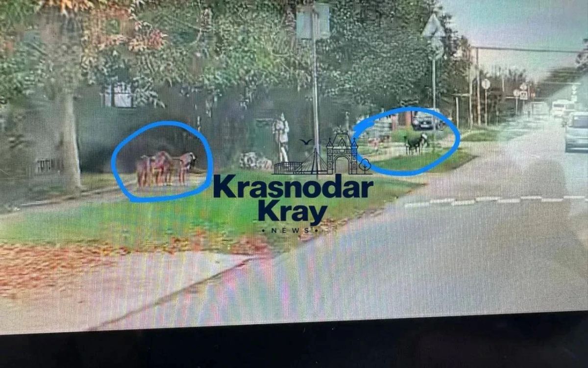 В Краснодаре мужчина спас школьницу, окружённую собаками