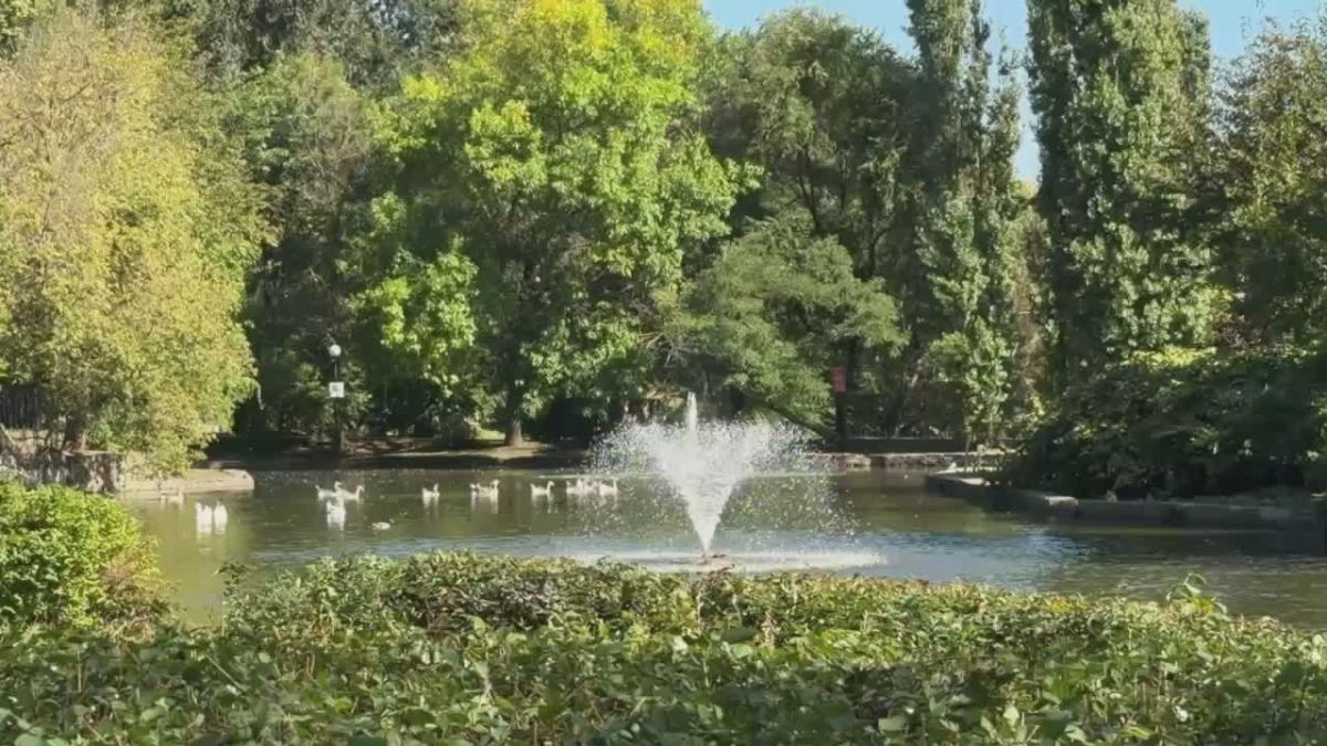 Планы на выходные: наблюдать за лебедями и другими пернатыми в городских парках