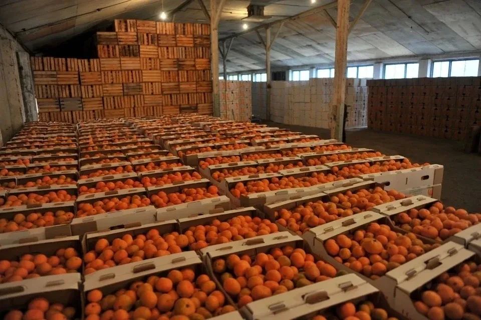 В Краснодаре запретили ввоз почти 20 тонн зараженных мандаринов
