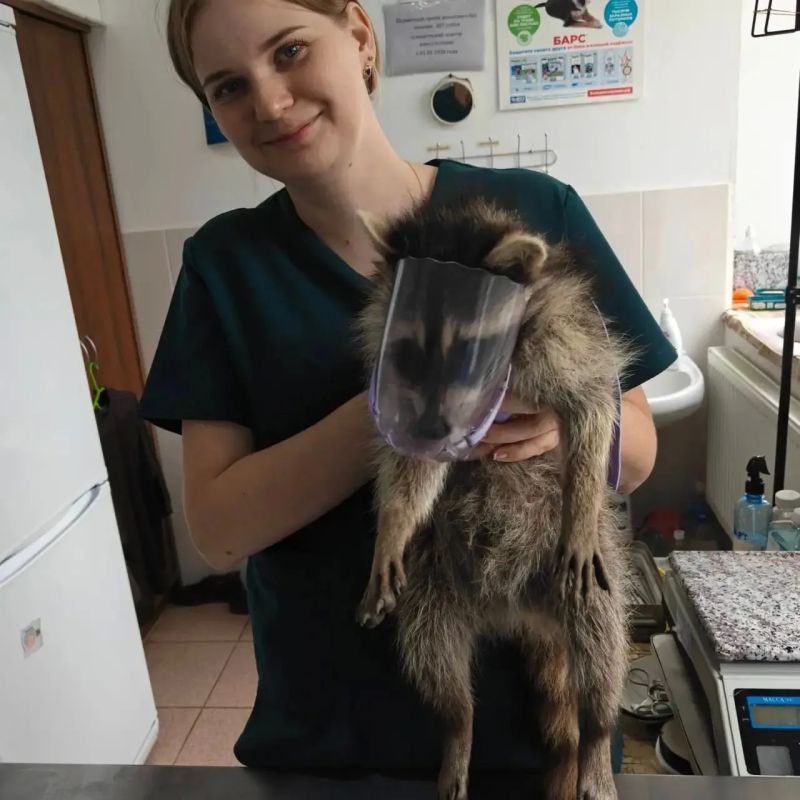 В Успенском районе спасли енота после ДТП