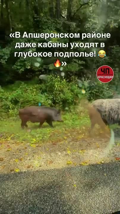 Внедрение прошло успешно. Жители Кубани стали свидетелями необычной картины: по дороге из Мезмая в Нижегородскую дикий хряк спокойно разгуливал в компании овец