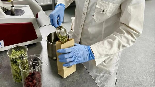 На Кубани ученые разработали леденцы и фиточай от кариеса