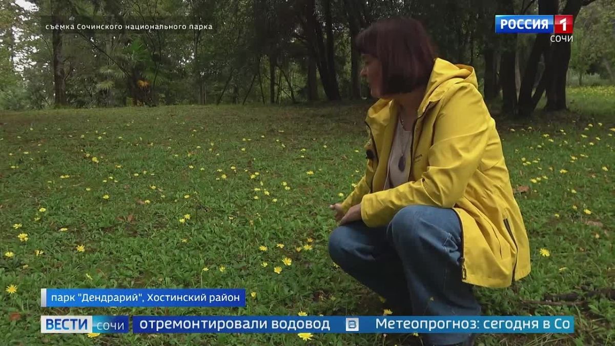 В сочинском Дендрарии цветет пазник укореняющийся