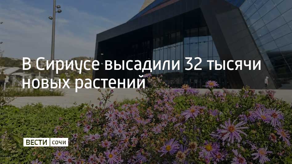 Этой осенью клумбы Сириуса украсили 32 тысячи новых растений